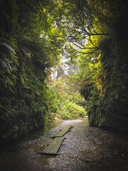 Fern Canyon, State Park, City of Orick, California, USA. Fern Canyon is a Fern Canyon is a canyon in the Prairie Creek Redwoods State Park in Humboldt County, California, western United States. 
