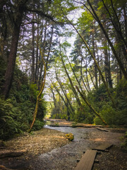 Fototapeta premium Fern Canyon, State Park, City of Orick, California, USA. Fern Canyon is a Fern Canyon is a canyon in the Prairie Creek Redwoods State Park in Humboldt County, California, western United States. 