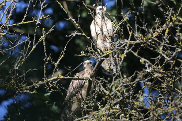 young buzzard  common buzzard (Buteo buteo) Germany