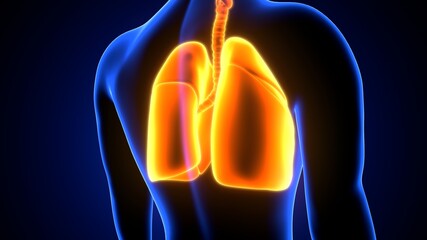 Fototapeta na wymiar 3d illustration of human respiratory system lungs anatomy