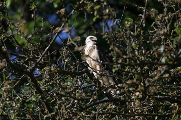 young buzzard  common buzzard (Buteo buteo) Germany