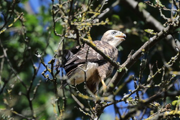 young buzzard  common buzzard (Buteo buteo) Germany