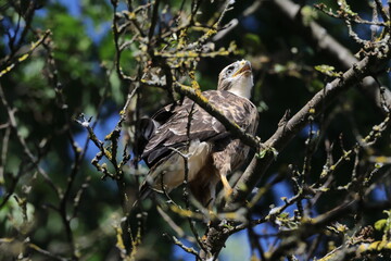 young buzzard  common buzzard (Buteo buteo) Germany