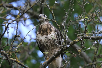 young buzzard  common buzzard (Buteo buteo) Germany