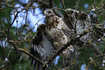 young buzzard  common buzzard (Buteo buteo) Germany