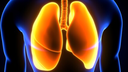 3d illustration of human body lungs anatomy