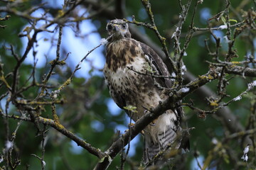 young buzzard  common buzzard (Buteo buteo) Germany