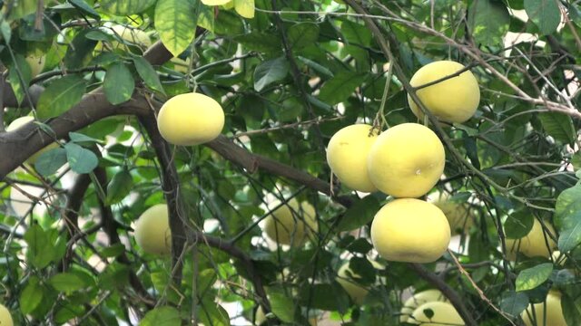 Pamela or pomelo fruits (Citrus maxima, Citrus grandis) on the tree on green foliage background. 4K