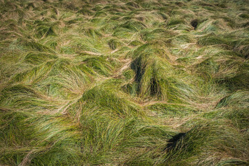 Green grass on a field