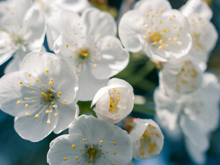 Closeup of a blossom