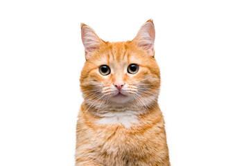 portrait of a ginger cat on a white isolated background