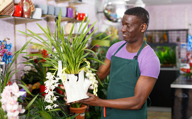 Experienced African American male florist inspecting potted plants in his floral shop