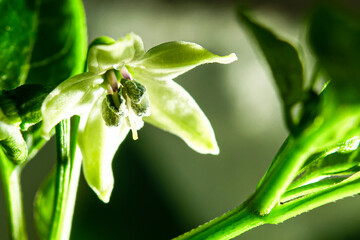 The peppers are blooming, showing off its pollen.
