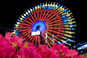 flower in the garden