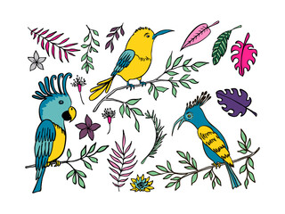 Wildlife cliparts collection. Hand drawn vector illustration with exotic birds and plants