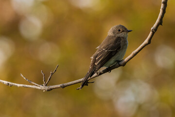 Spotted Flycatcher Muscicapa striata Costa Ballena Cadiz