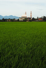 Fototapeta na wymiar Scenic View of Green Rice Fields Against Sky when Cloudy Day