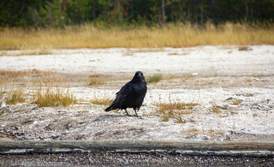 Raven in Yellowstone. Looking at camera. Corvus corax