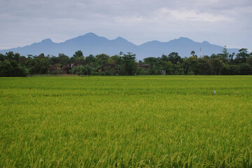 Scenic View of Green Rice Fields Against Sky when Cloudy Day