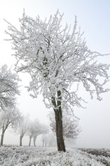 Fototapeta na wymiar Frost on a Tree branches, winter time, cold weather