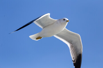 Flying Seagull against the blue sky