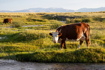 Cows graze in a meadow near the river