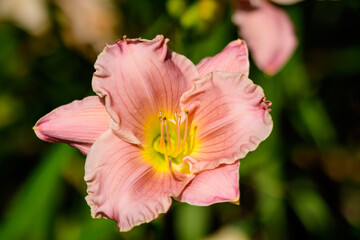 Obraz premium Vivid Hemerocallis Pink Playmate Daylily, Lilium or Lily plant in a British cottage style garden in a sunny summer day, beautiful outdoor background photographed with soft focus.