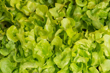 Fresh organic green oak lettuce vegetable plant farm