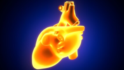 3D Illustration of Human Body Organs Heart Anatomy
