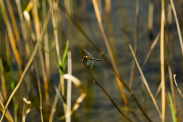 Dragonfly sitting on the grass