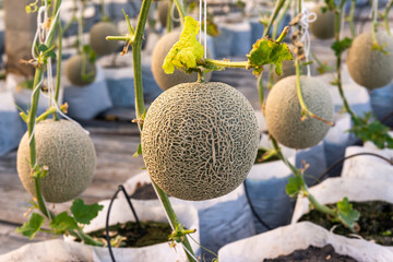 Fresh lot of melons hanging  plants growing in greenhouse