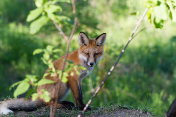 Naklejka premium Little fox in the wild