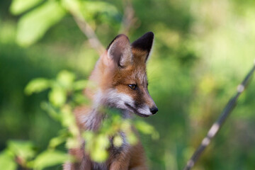 Fototapeta premium Little fox in the wild