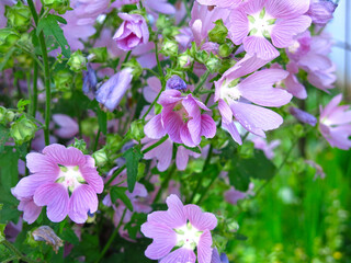 Obraz na płótnie Canvas field malva (Malva sylvestris) blooms pink-purple flowers