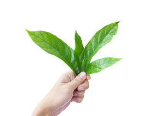 Hand holding leaves of Barleria ( Barleria strigosa Willd., ACANTHACEAE) Isolated on White Background. Medicinal plants,Thai herb.