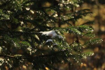 Snow on the branches of coniferous trees