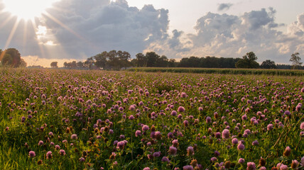 Field with red clover in evening sun