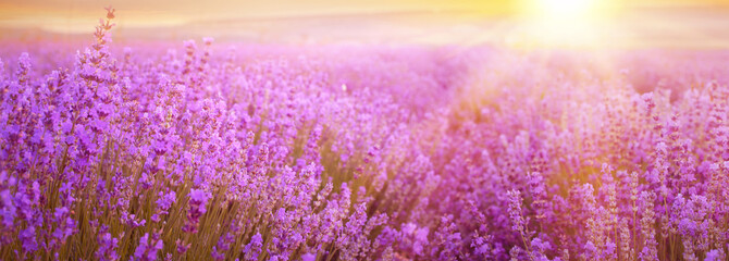 Panorama sunset over a lavender field.