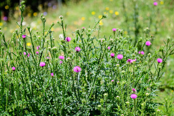 Delicate pink and purple flowers of Carduus nutans plant, commonly known as musk or nodding plumeless thistle, in a garden in a sunny summer day, national flower and symbol of Scotland, United Kingdom