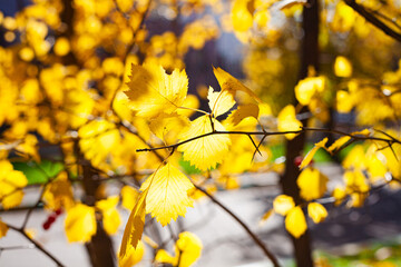 autumn yellow leaves