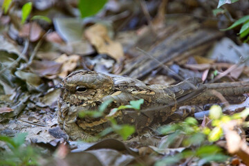 Long-tailed Nightjar (Caprimulus climacurus), roosting on the ground, Gambia.