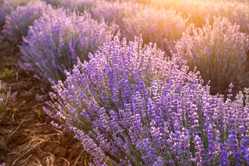 Plakat Blooming violet lavender field on sunset sky.