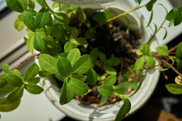 窓際の観葉植物