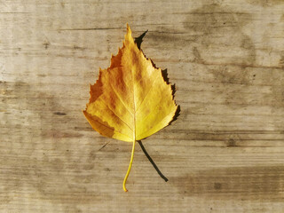Yellow autumn birch leaf on a wooden background.