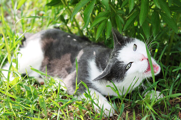 White-gray cat in the grass, close-up, pet