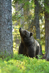 Obraz premium Brown bear (Ursus arctos) in the forest at summer