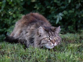 Kater auf der Lauer