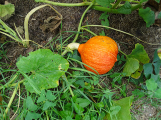Obraz premium Small pumpkin growing at farm