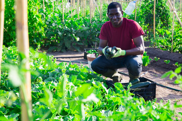 African american harvests zucchini in the beds in summer garden