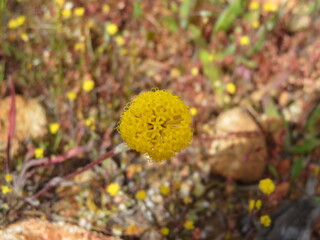 Billybutton flower (Craspedia)
